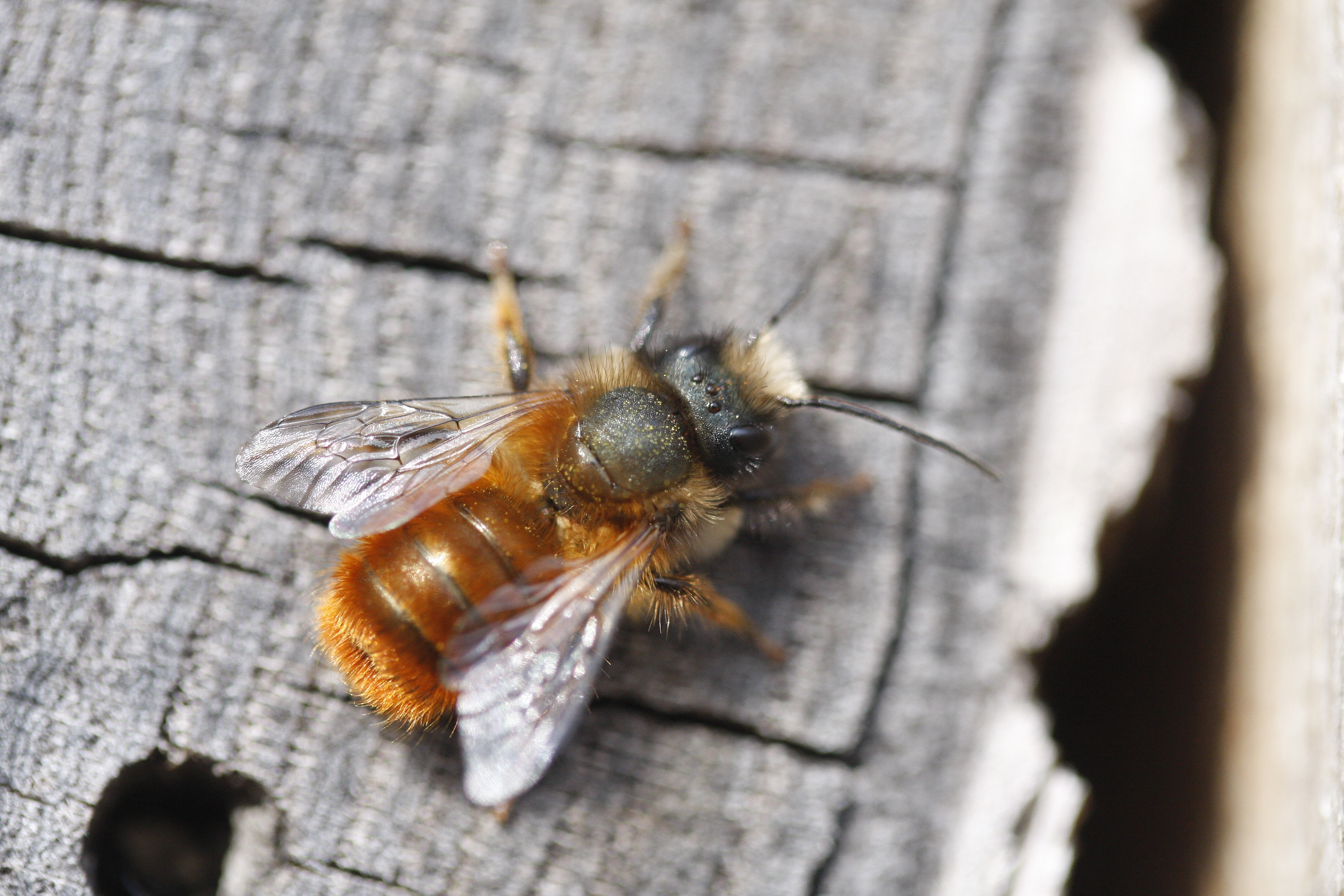 Fredag 22 maj. Biologiska mångfaldens dag. Hälsa på våra randiga vänner i vår visningskupa, kl . 13 och 14.  Tipspromenad med priser.